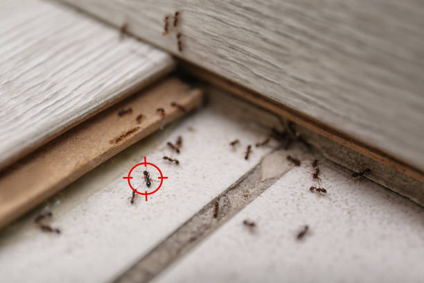 Best Local Pest Control Services  in Northbrook, IL